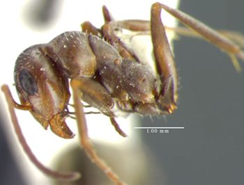 Media type: image; Entomology 34598   Aspect: habitus lateral view